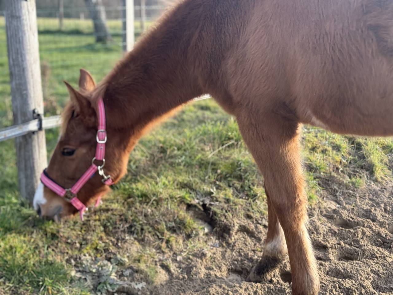 Puledra Paint Horse In vendita 2025 Sauro