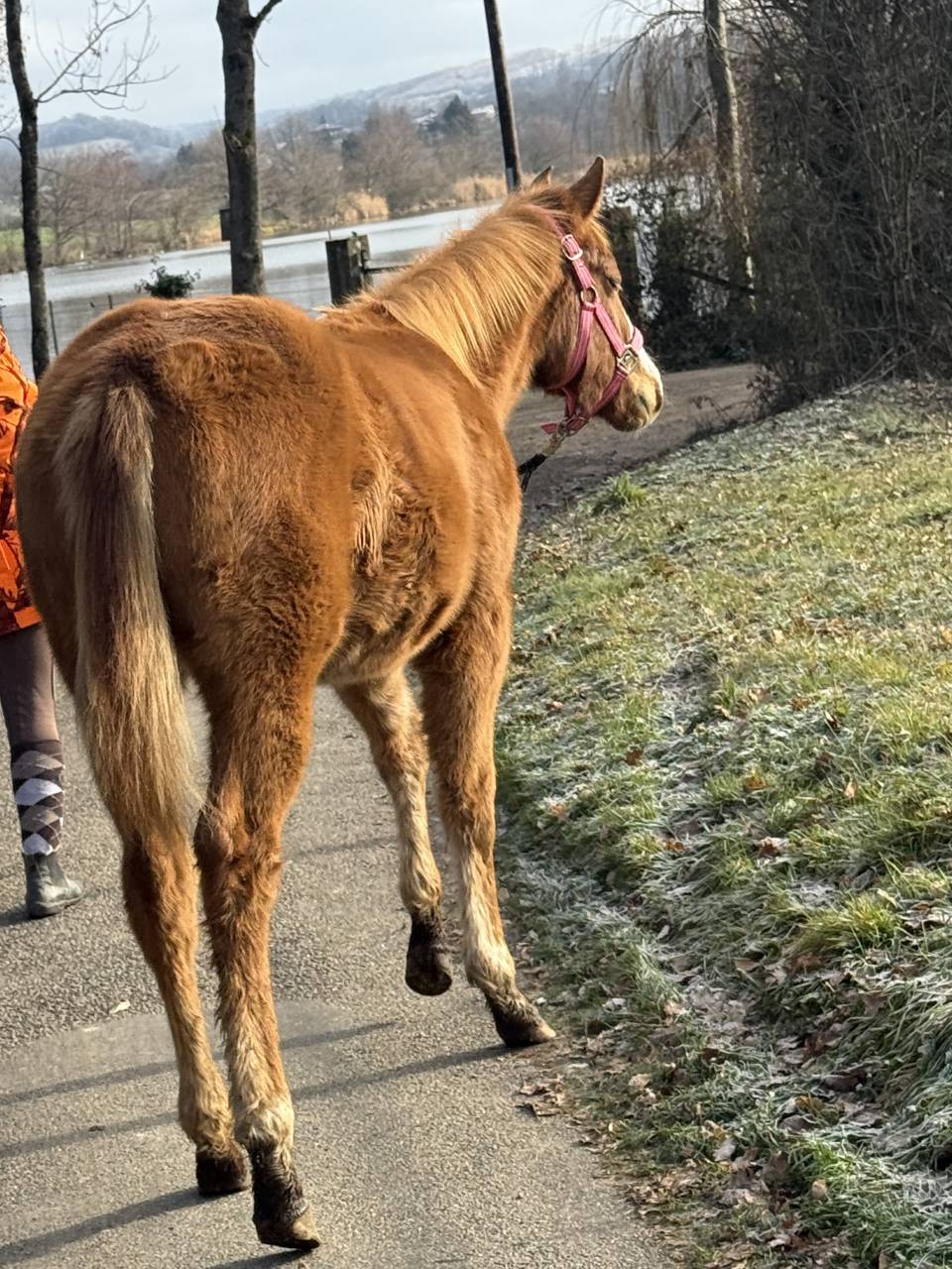 Puledra Paint Horse In vendita 2025 Sauro