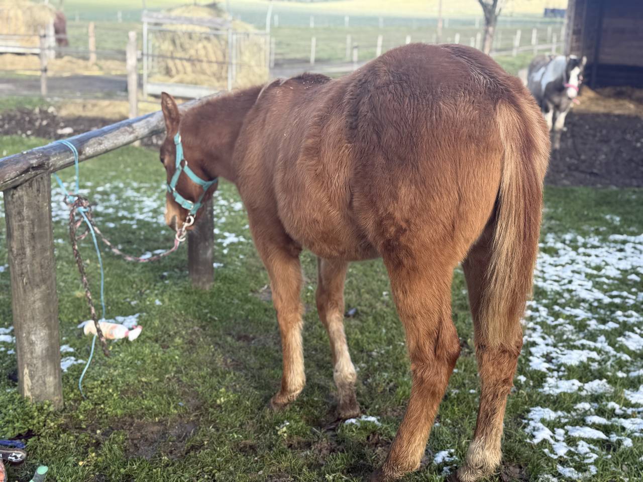 Puledra Paint Horse In vendita 2025 Sauro