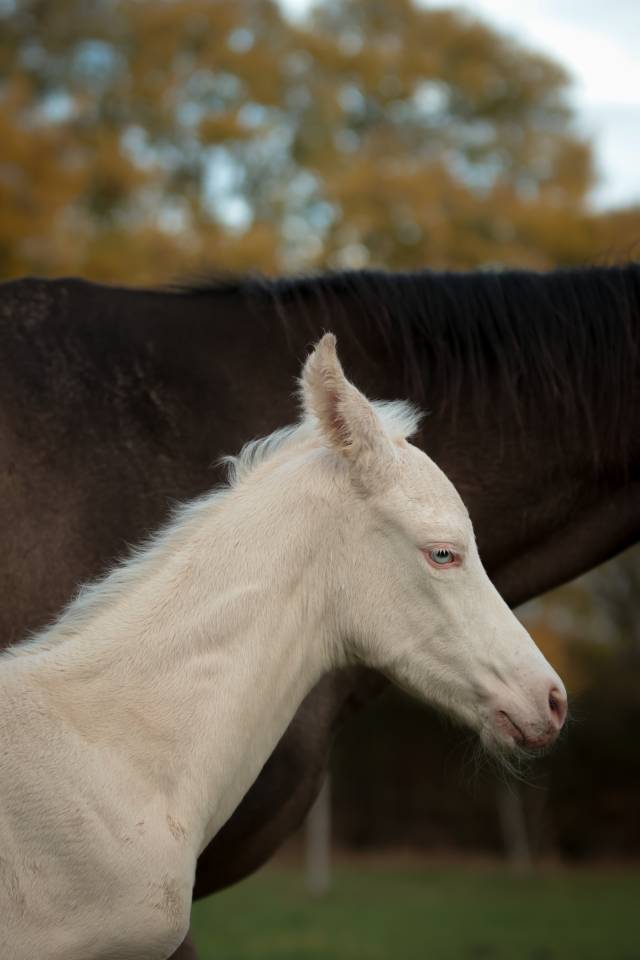 Puledro Akhal Teke In vendita 2025 Perlino ,  SHKARA IZLAYON