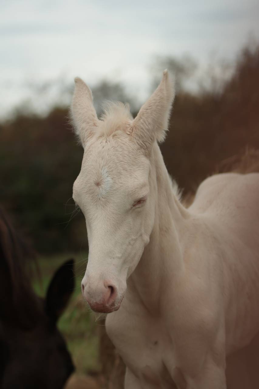 Puledro Akhal Teke In vendita 2025 Perlino ,  SHKARA IZLAYON