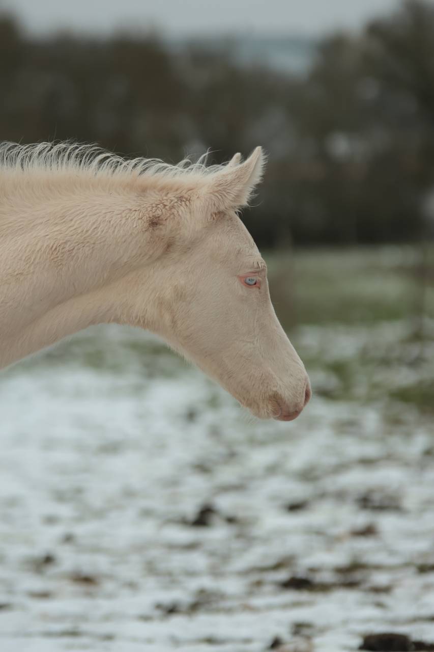 Puledro Akhal Teke In vendita 2025 Perlino ,  SHKARA IZLAYON