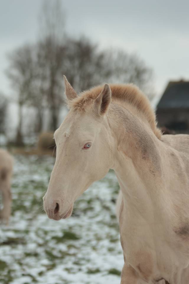 Puledro Akhal Teke In vendita 2025 Perlino ,  SHKARA IZLAYON