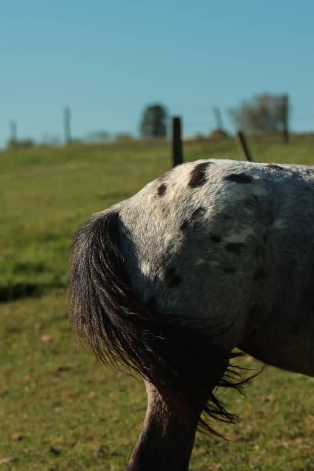 Puledra Nez Perc&eacute;s In vendita 2025 Grigio ,  PLYUSH DE KADEDZA