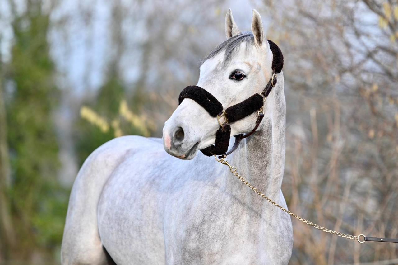 Castrone Zangersheide In vendita 2021 Grigio ,  Charthago blue