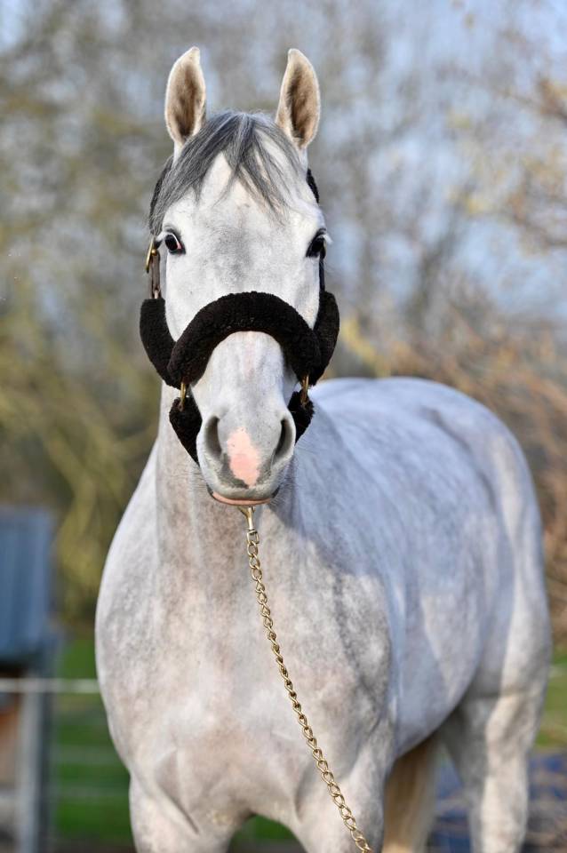 Castrone Zangersheide In vendita 2021 Grigio ,  Charthago blue