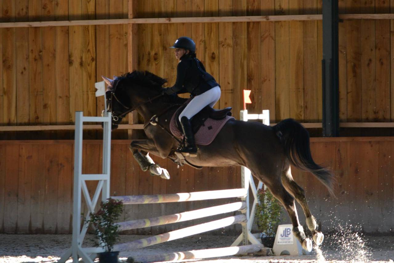 Castrone PFS Pony Francese da Sella In vendita 2011 Nero ,  HILKENS BLACK DELIGHT