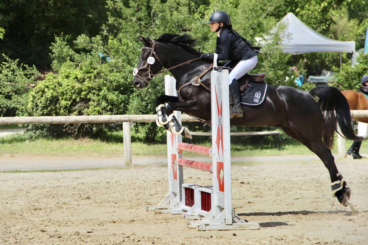 Castrone PFS Pony Francese da Sella In vendita 2011 Nero ,  HILKENS BLACK DELIGHT