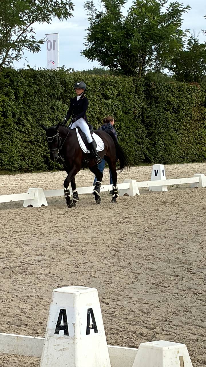 Castrone PFS Pony Francese da Sella In vendita 2011 Nero ,  HILKENS BLACK DELIGHT