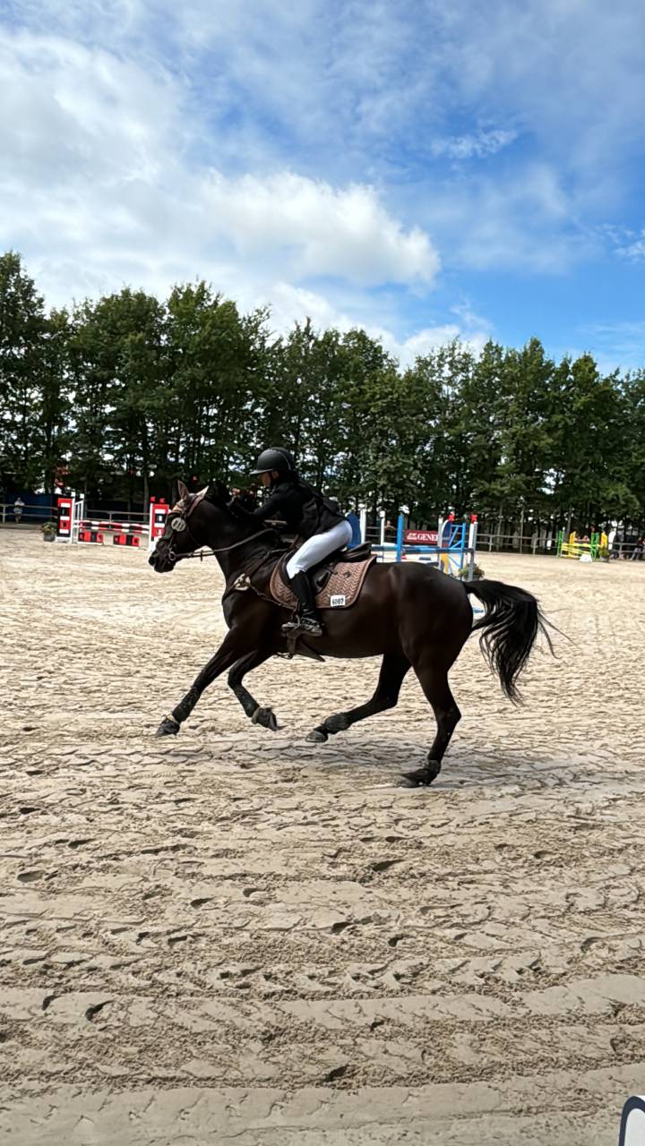 Castrone PFS Pony Francese da Sella In vendita 2011 Nero ,  HILKENS BLACK DELIGHT