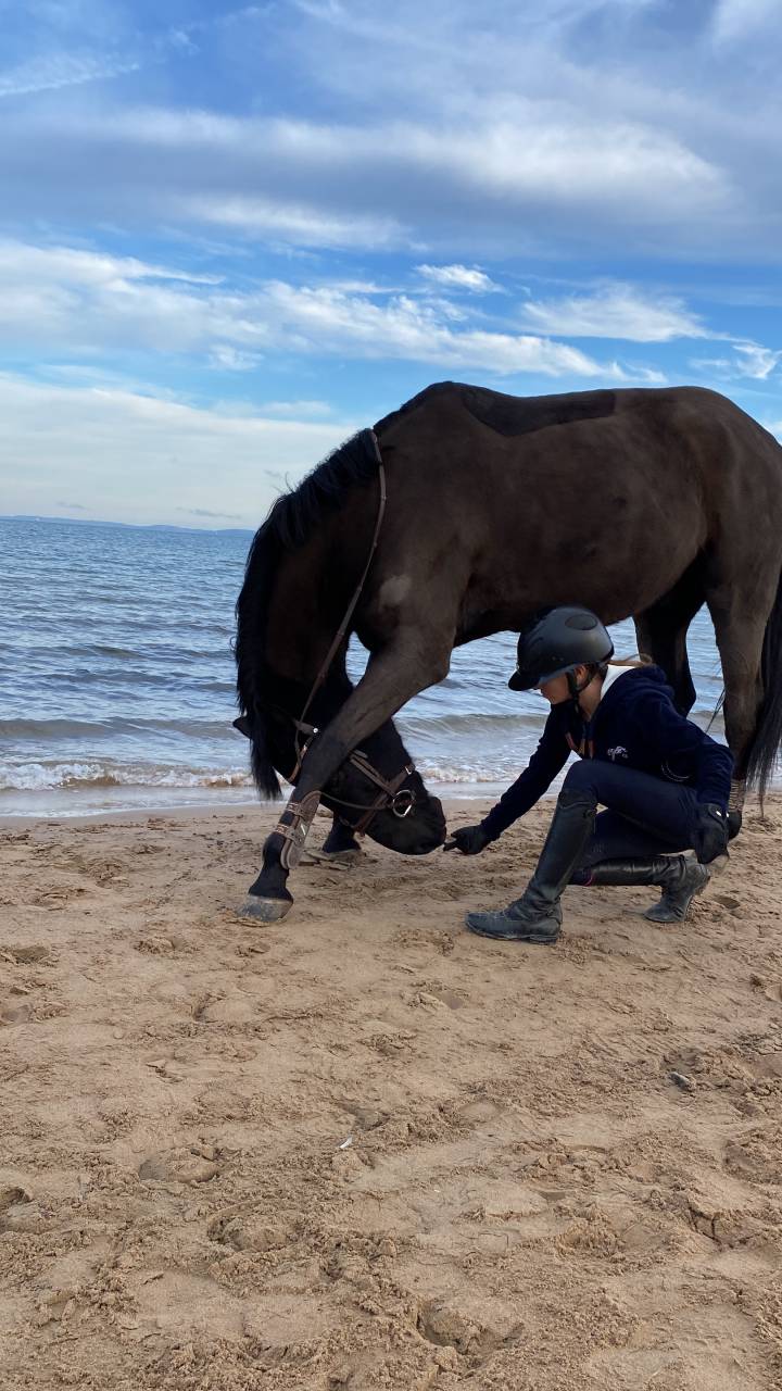 Castrone PFS Pony Francese da Sella In vendita 2011 Nero ,  HILKENS BLACK DELIGHT