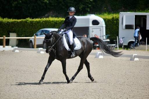 Castrone PFS Pony Francese da Sella In vendita 2011 Nero ,  HILKENS BLACK DELIGHT