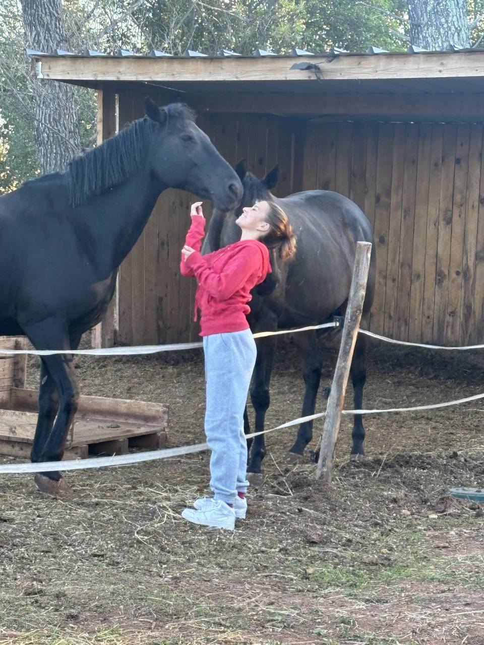 Castrone PFS Pony Francese da Sella In vendita 2011 Nero ,  HILKENS BLACK DELIGHT