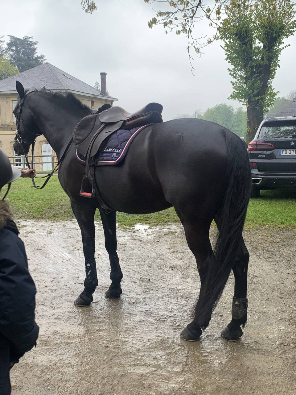 Castrone PFS Pony Francese da Sella In vendita 2011 Nero ,  HILKENS BLACK DELIGHT