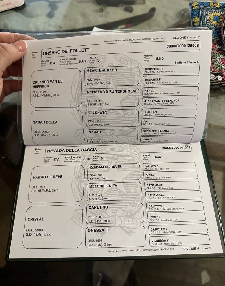 Vendita puledra di3 anni con lavoro diammanzimento