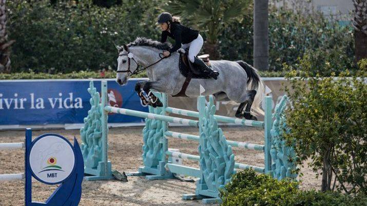 Intero Sella Francese In vendita 2017 Grigio ,  DIAMANT DE SEMILLY