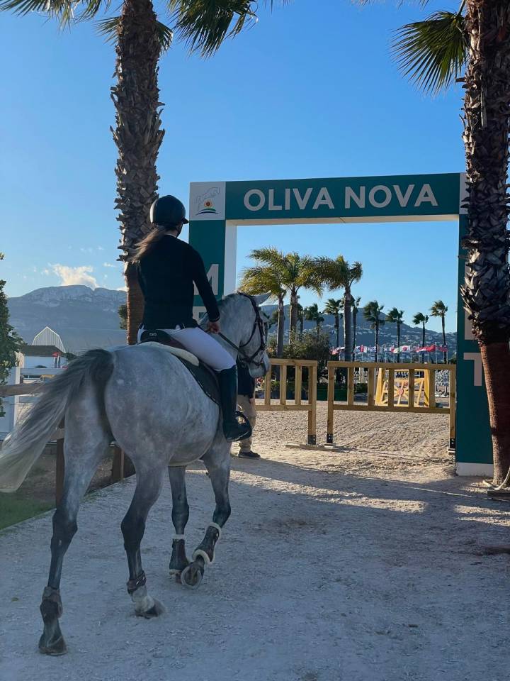 Intero Sella Francese In vendita 2017 Grigio ,  DIAMANT DE SEMILLY