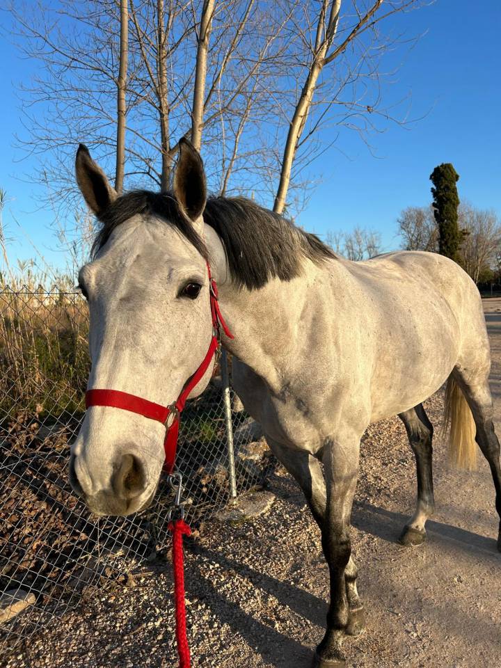 Intero Sella Francese In vendita 2017 Grigio ,  DIAMANT DE SEMILLY