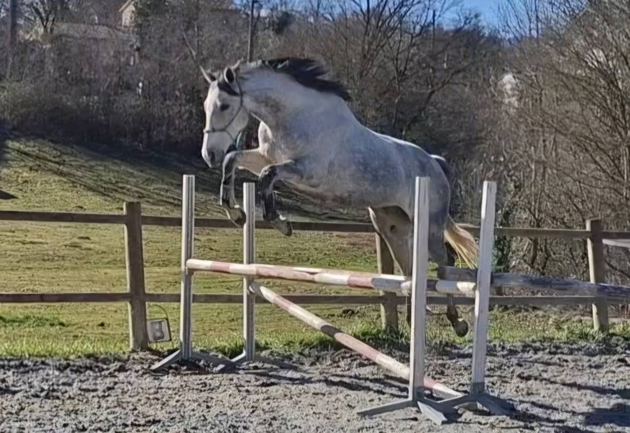 Cavalla Purosangue In vendita 2017 Grigio