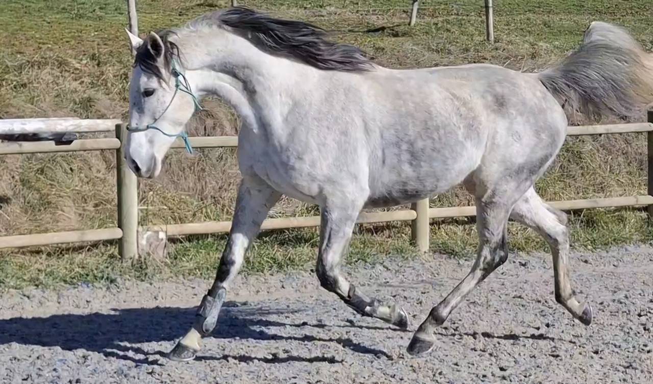 Cavalla Purosangue In vendita 2017 Grigio