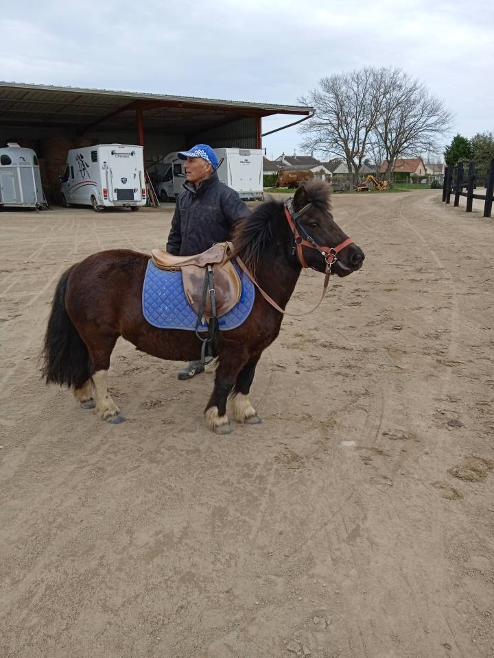 Stallone Shetland In vendita 2012 Baio scuro ,  YARDDUMURYMARAIS