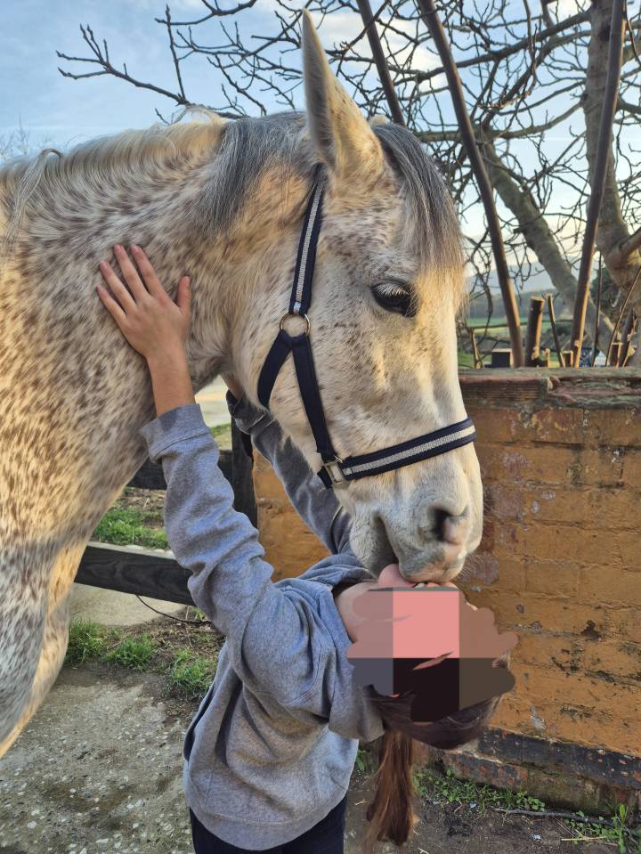 Castrone Arabo In vendita 2017 Grigio ,  TAPETE