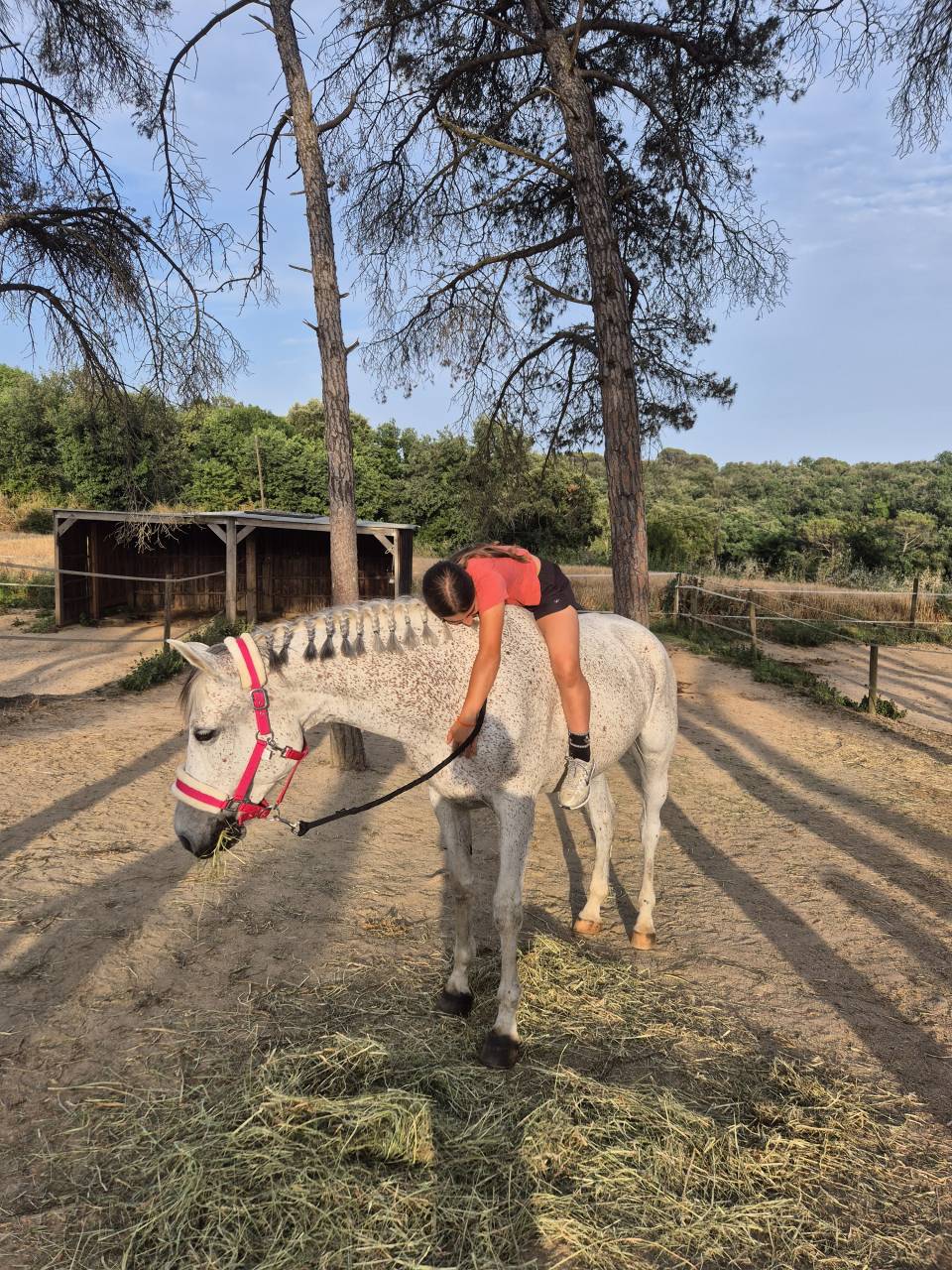 Castrone Arabo In vendita 2017 Grigio ,  TAPETE