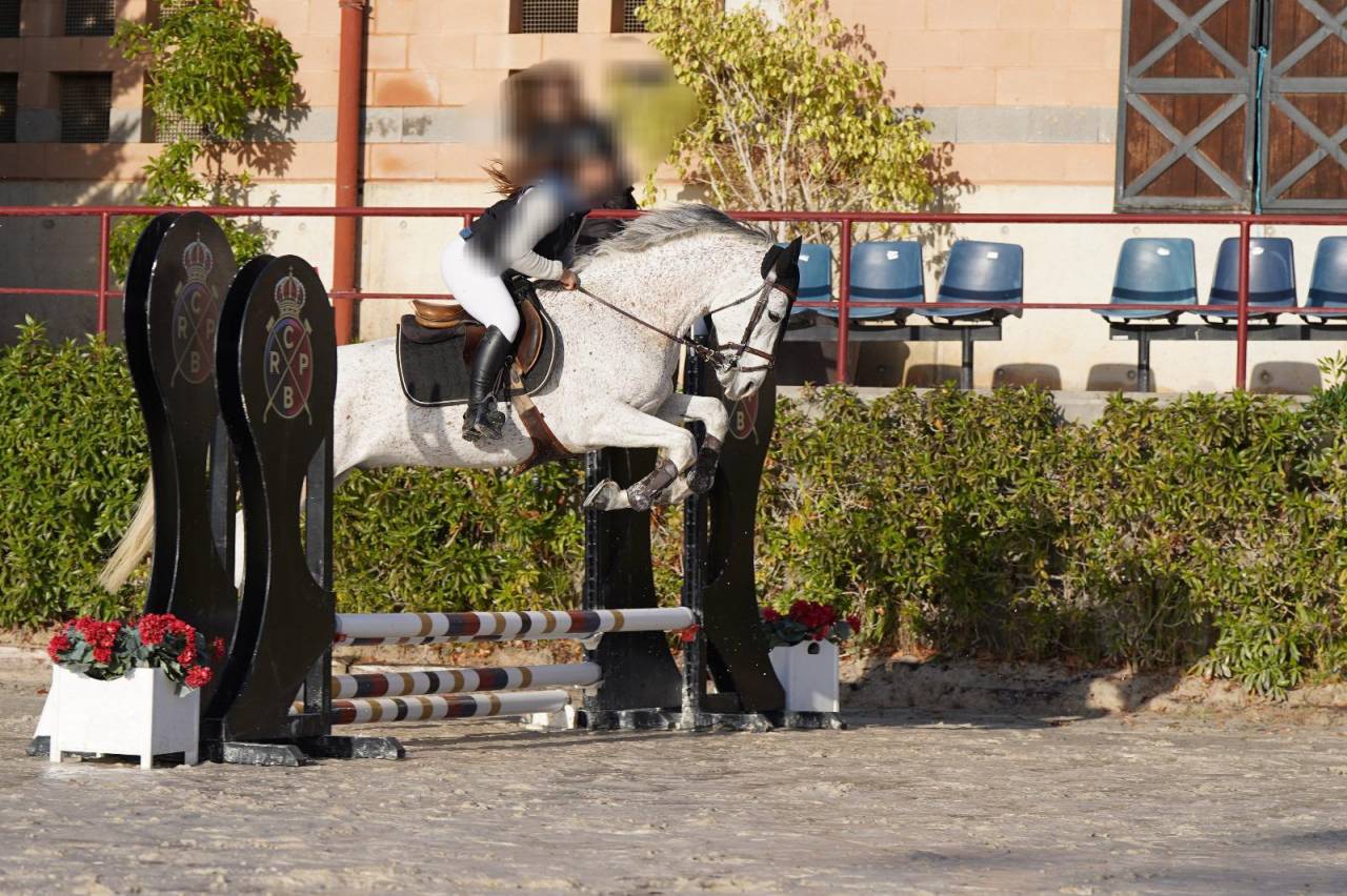 Castrone Arabo In vendita 2017 Grigio ,  TAPETE