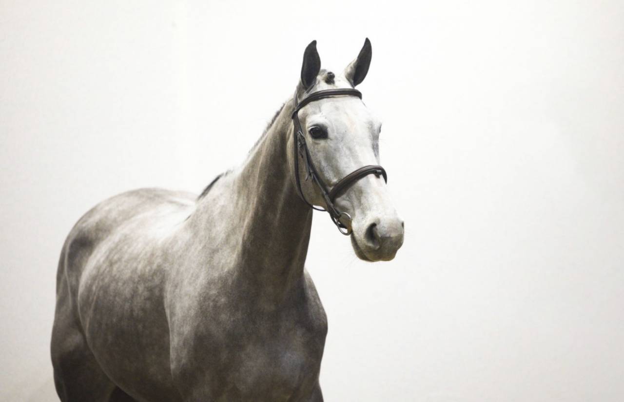 Cavalla Zangersheide In vendita 2019 Grigio ,  Kato T Z