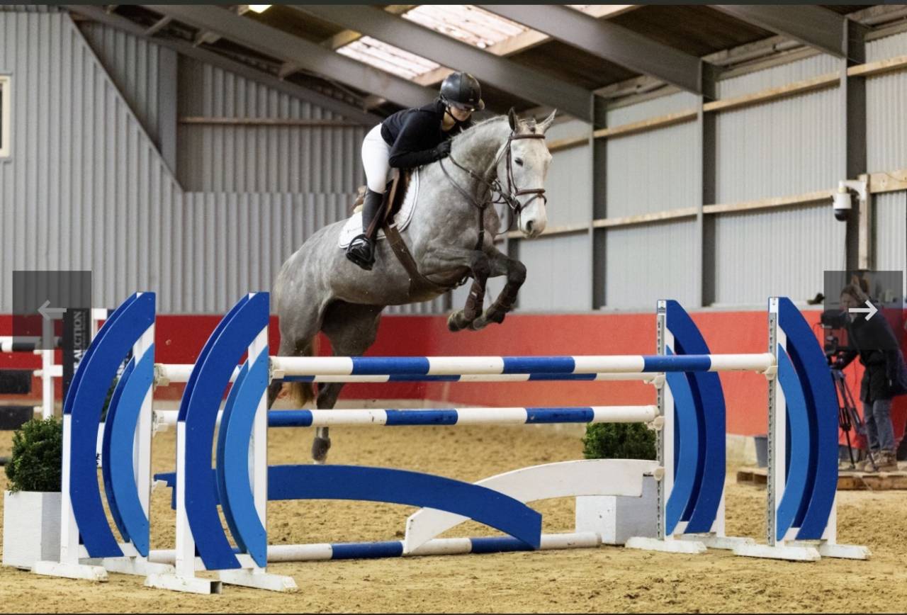 Cavalla Zangersheide In vendita 2019 Grigio ,  Kato T Z