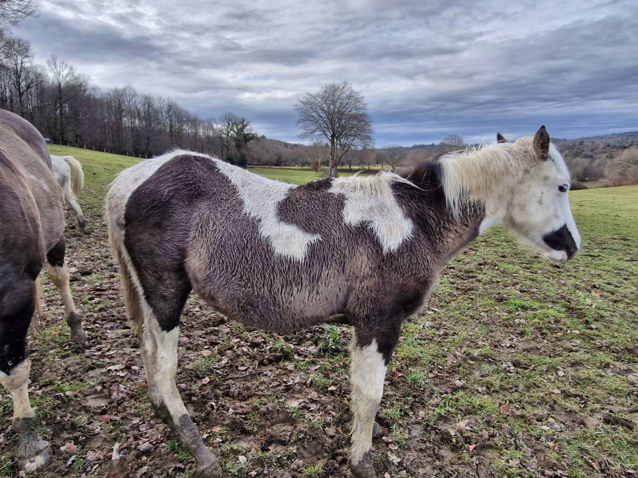 Puledro Paint Horse In vendita 2025 Paint