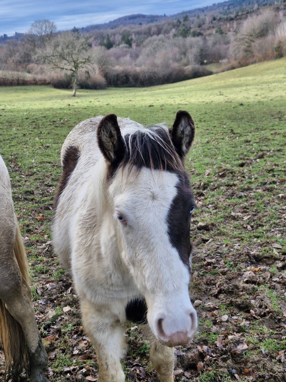 Puledro Paint Horse In vendita 2025 Paint