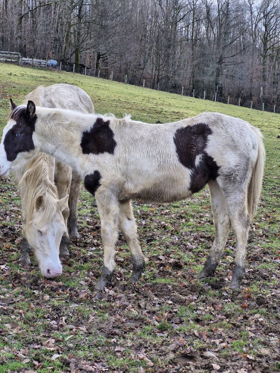 Puledro Paint Horse In vendita 2025 Paint