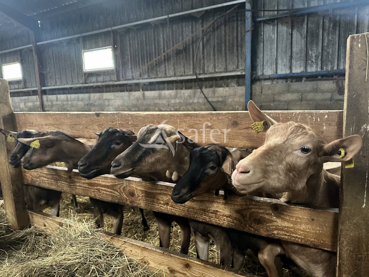 Azienda ovina In vendita Charente