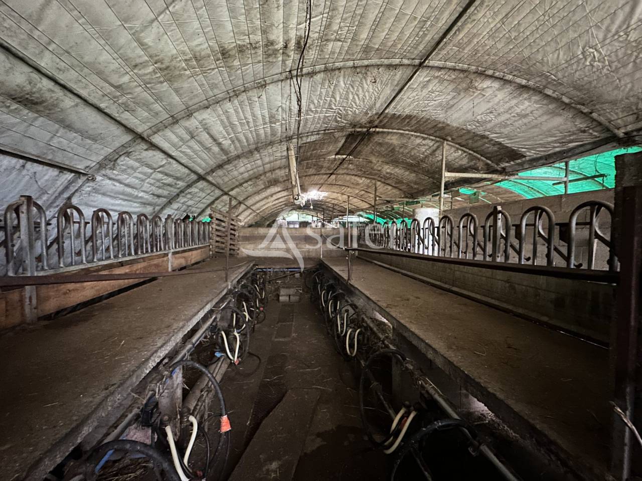 Azienda ovina In vendita Charente