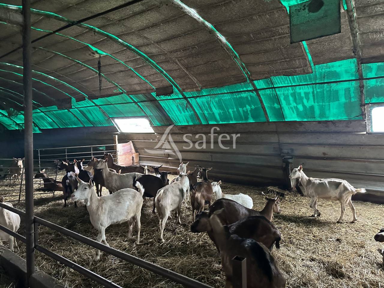 Azienda ovina In vendita Charente