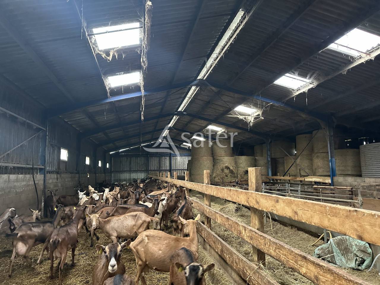 Azienda ovina In vendita Charente