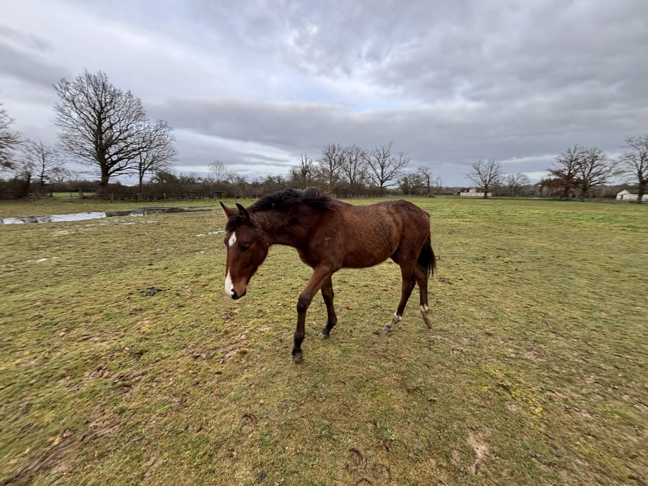 Puledro Sella Francese In vendita 2025 Baio ,  FALKO DE HUS SF
