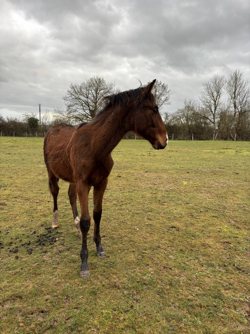 Puledro Sella Francese In vendita 2025 Baio ,  FALKO DE HUS SF