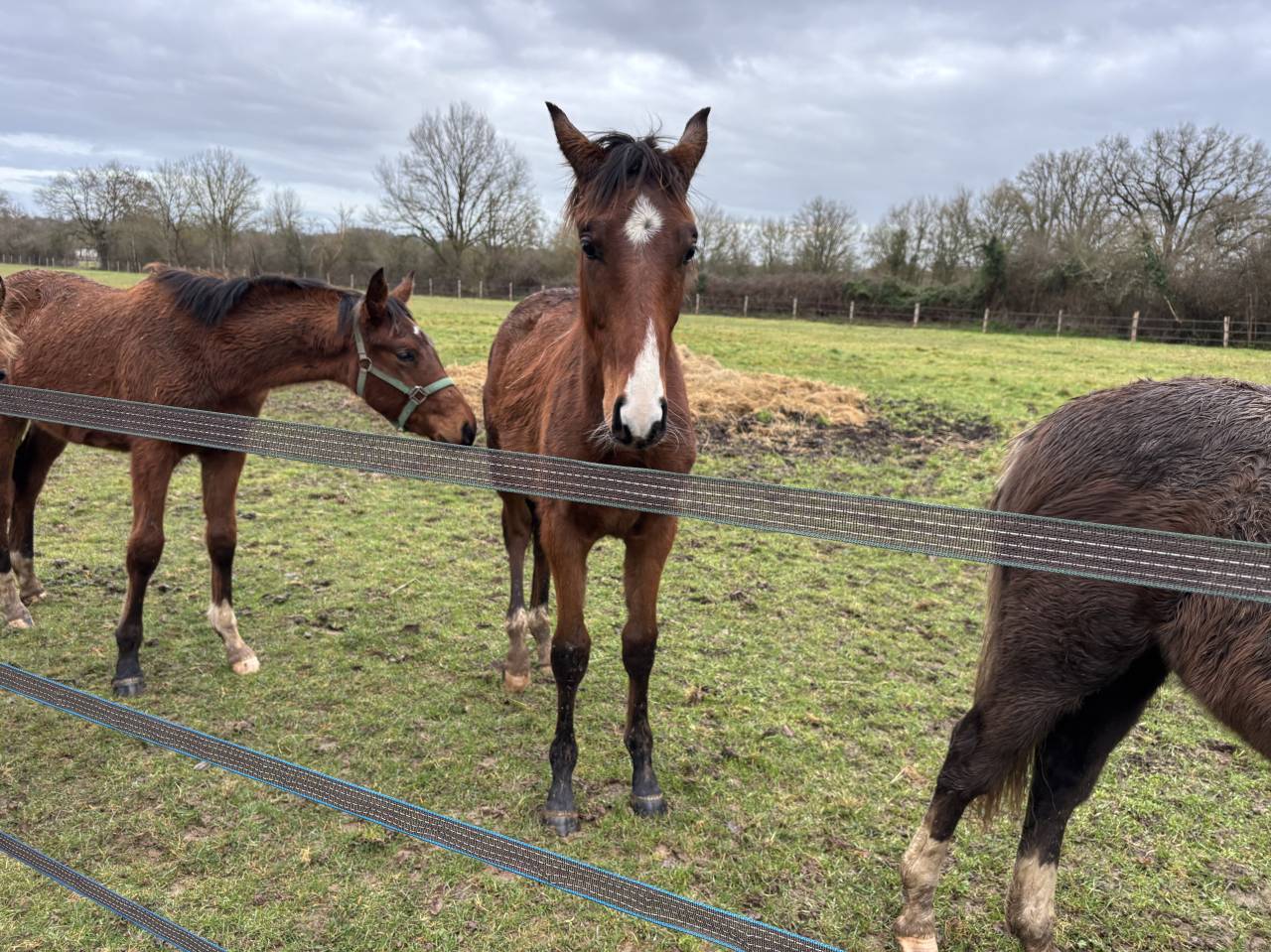 Puledro Sella Francese In vendita 2025 Baio ,  FALKO DE HUS SF