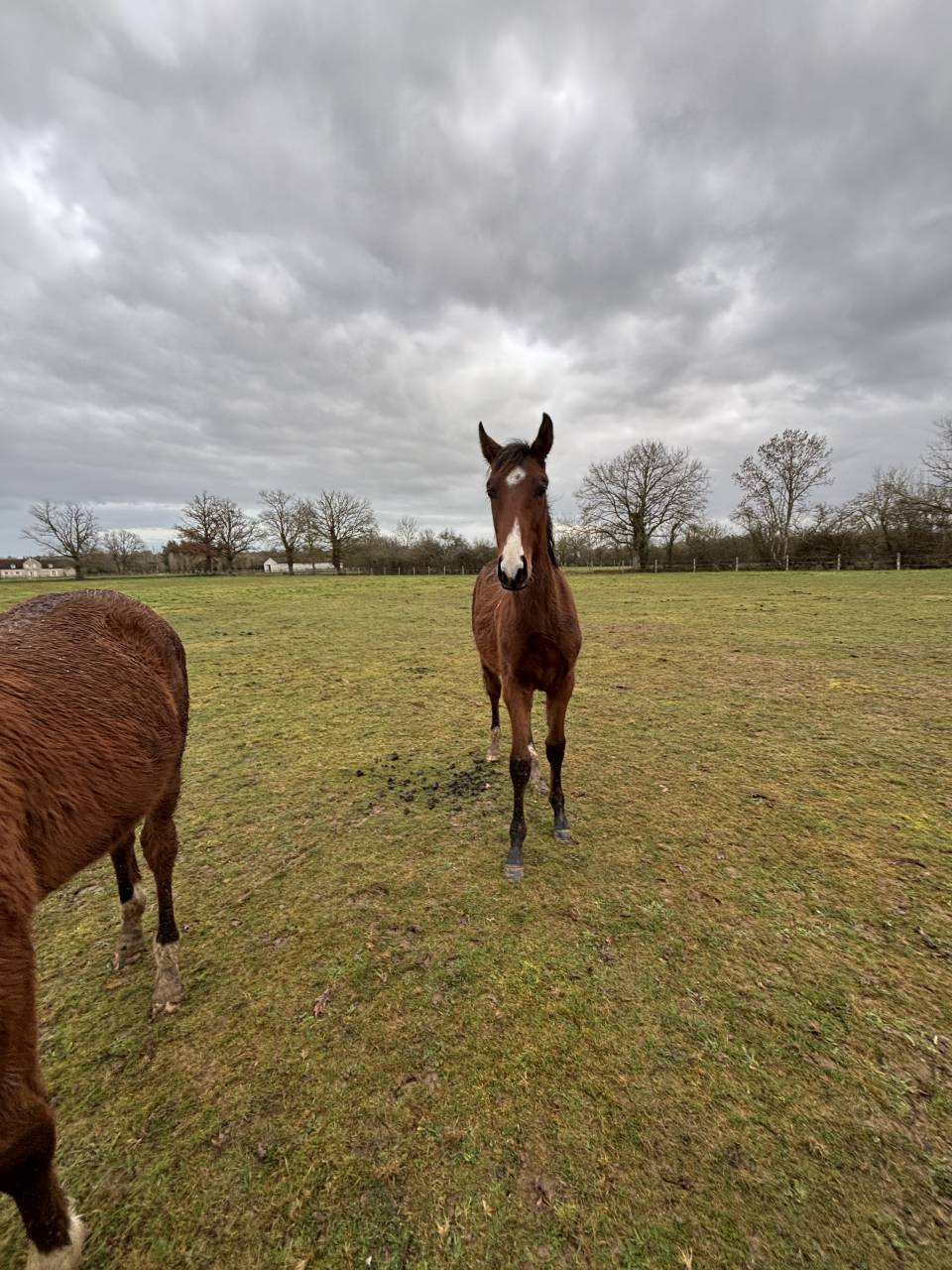 Puledro Sella Francese In vendita 2025 Baio ,  FALKO DE HUS SF