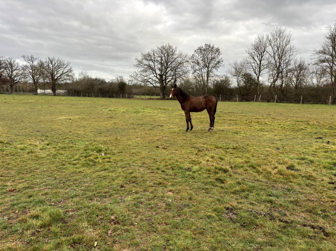 Puledro Sella Francese In vendita 2025 Baio ,  FALKO DE HUS SF