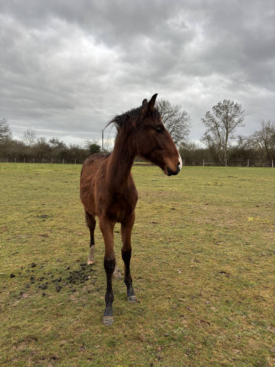 Puledro Sella Francese In vendita 2025 Baio ,  FALKO DE HUS SF