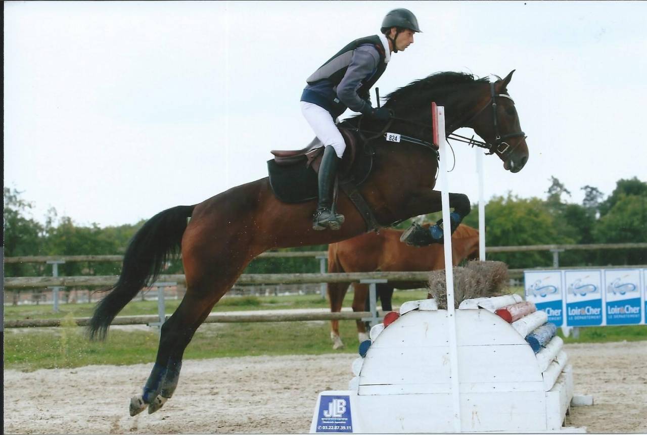 Puledro Sella Francese In vendita 2025 Baio ,  FALKO DE HUS SF