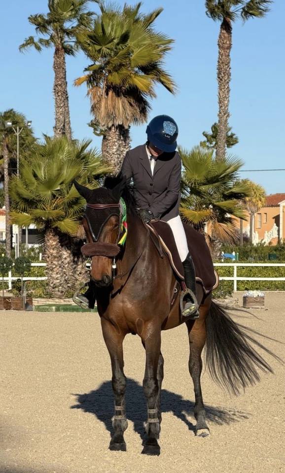 Cavalla Sella Francese In vendita 2018 Baio scuro ,  Diego de Blondel