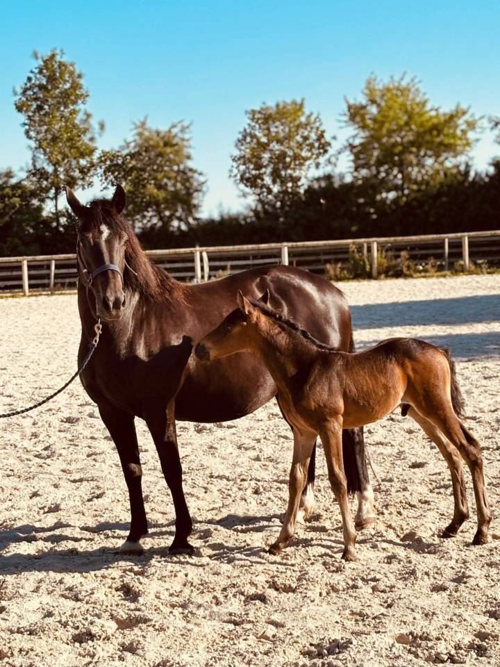 Puledro New Forest In vendita 2025 Isabella ,  L'ancelot du m&eacute;nage