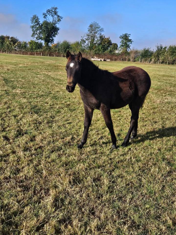 Puledro New Forest In vendita 2025 Isabella ,  L'ancelot du m&eacute;nage