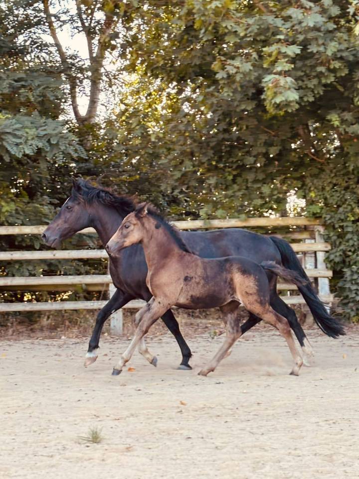 Puledro New Forest In vendita 2025 Isabella ,  L'ancelot du m&eacute;nage