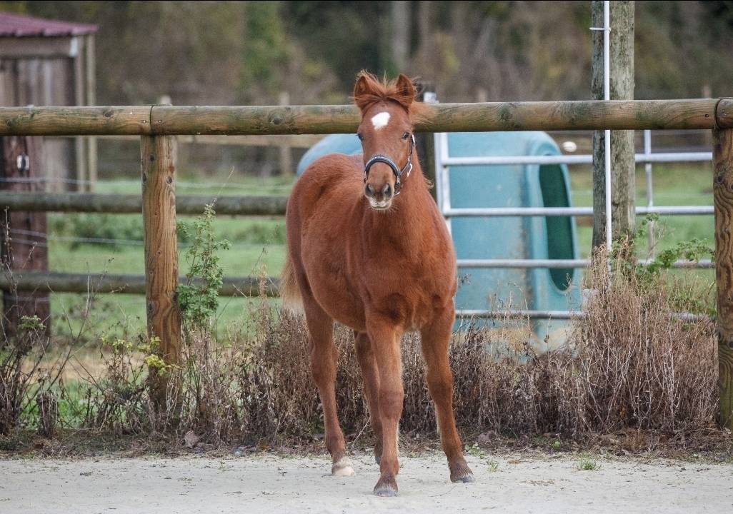 Cavalla New Forest In vendita 2025 Sauro ,  L'ancelot du m&eacute;nage