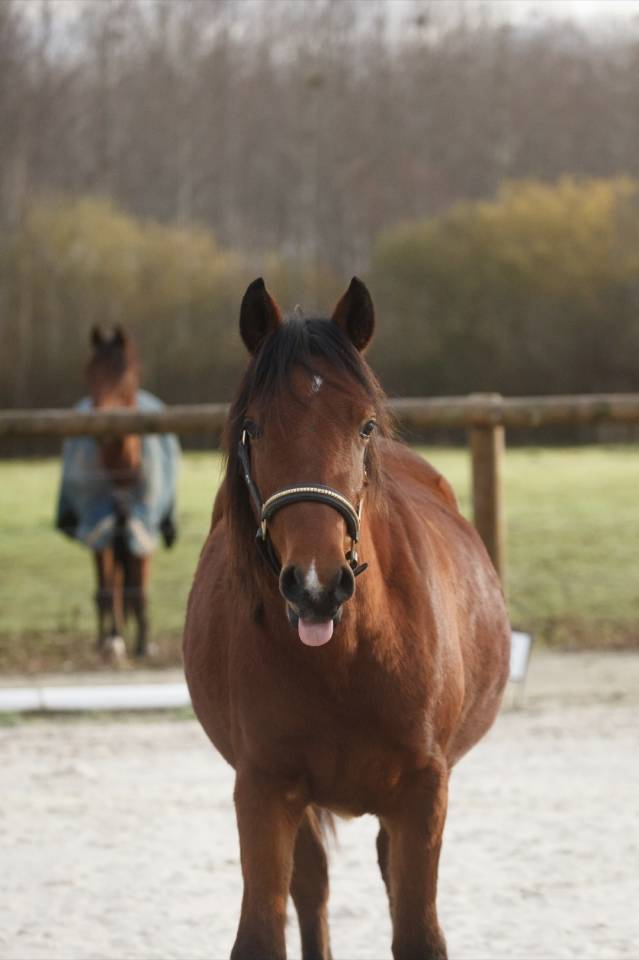Cavalla New Forest In vendita 2024 Baio ,  L'ancelot du m&eacute;nage